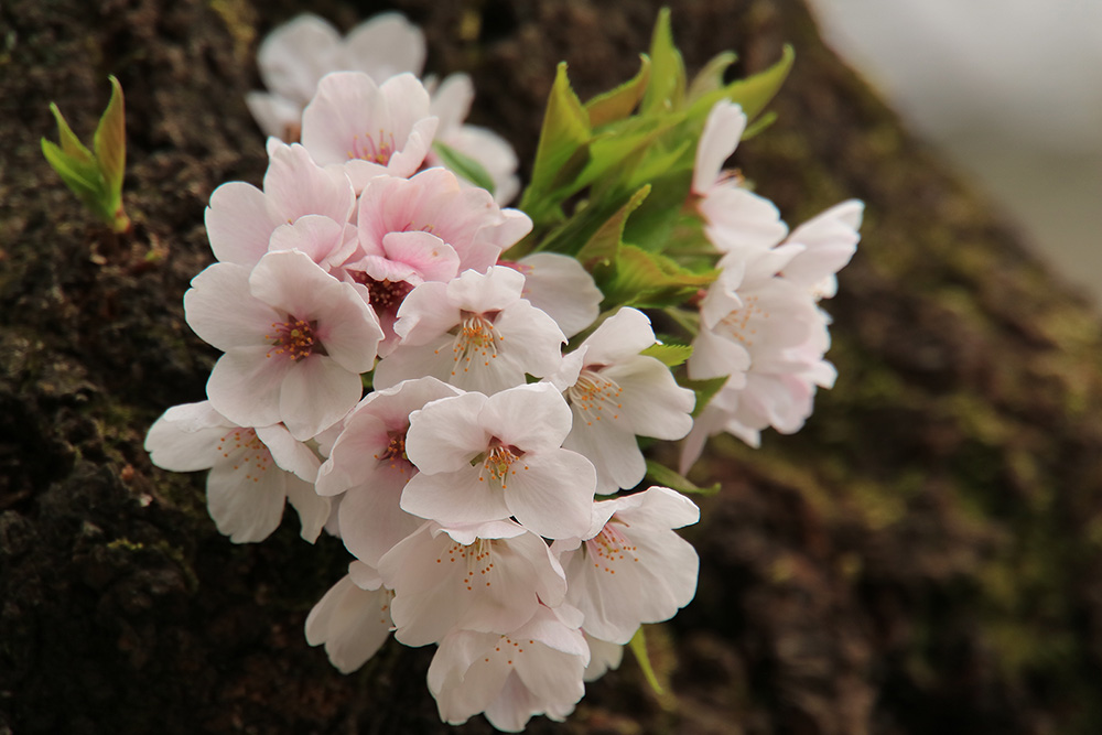 Fleurs de cerisier