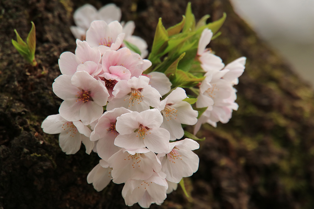 Flores de cerejeira